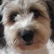 fer-sace's Stream profile image