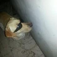 El Cirulin (perro con lentes)'s Stream profile image