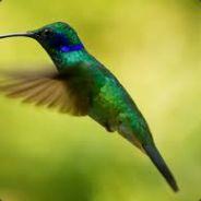 ein_kolibri's Stream profile image