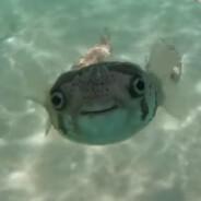 SOFAGUS's Stream profile image