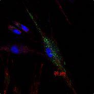 江東小霸王's Stream profile image
