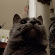 96dootdoot's Stream profile image