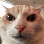 Nuh uh's Stream profile image