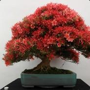 Bonsaiiii's Stream profile image