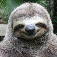 sloth's Stream profile image