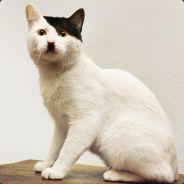 Tijs's - Steam avatar