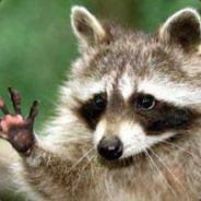 Hocicofregao's - Steam avatar