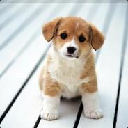 Nintendo's - Steam avatar
