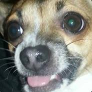 roko unusual's Stream profile image