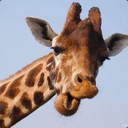 Joeks's - Steam avatar