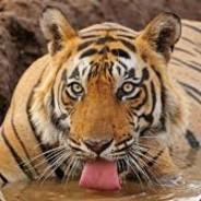 gartenpflege (Tiger)'s - Steam avatar
