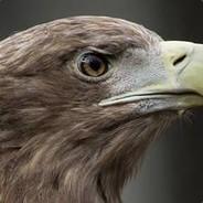 K9TE's Stream profile image