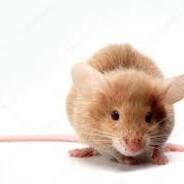 AV.RAT AV.CISI's Stream profile image