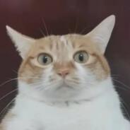 crazy ant's Stream profile image