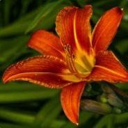 Donnerschlütken's Stream profile image