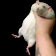 HorseWhiskey's Stream profile image