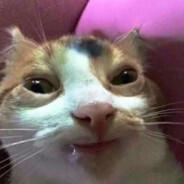 CatDrug's Stream profile image