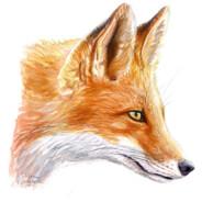 Fox's - Steam avatar