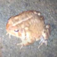 PNAL | Froggie's - Steam avatar