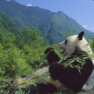 Igorae's Stream profile image