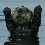 jow's - Steam avatar