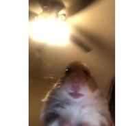 hammy's Stream profile image