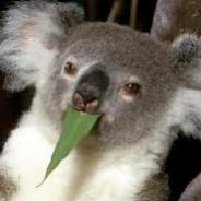 Koala's - Steam avatar