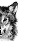 Oméga's Stream profile image