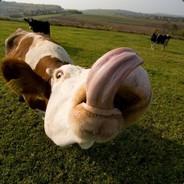 Kopesss's Stream profile image