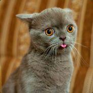 Abaddon's Stream profile image