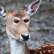 aboksama59's Stream profile image
