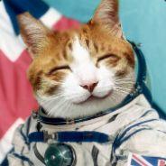 IcyFox's Stream profile image