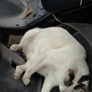 EXCEL SHEET MAN's Stream profile image