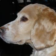 batu un nuevo comienzo's - Steam avatar