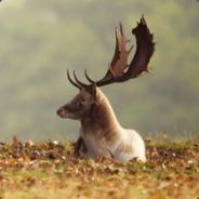 Ewoniry's Stream profile image