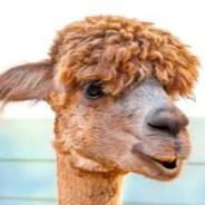 camel's Stream profile image