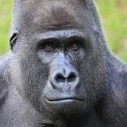 Pelantaro's Stream profile image