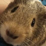NoViolinsPls's Stream profile image