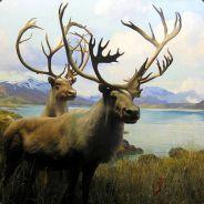 TheMoose's - Steam avatar