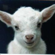 luckaffe's Stream profile image