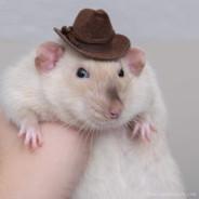 Mou's Stream profile image