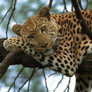 Leopardo Amur's Stream profile image