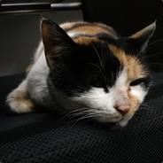 Josh's - Steam avatar