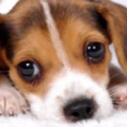 CachorroFurioso's Stream profile image