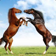 King Horse's - Steam avatar
