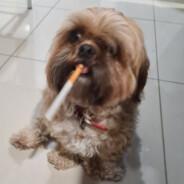 Cheggo's Stream profile image