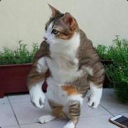 Alex's Stream profile image