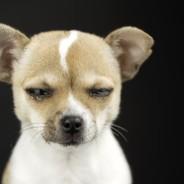 DogMan's Stream profile image