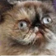 Fnoberz's Stream profile image