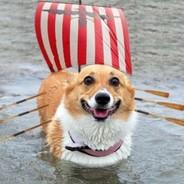 DodTeam's Stream profile image